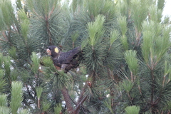 Zanda funerea whiteae