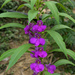 Garden Balsam - Photo (c) Tony Rodd, some rights reserved (CC BY-NC-SA)