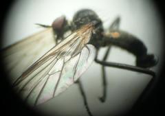 Rhamphomyia stigmosa