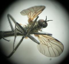Rhamphomyia stigmosa