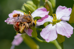 Andrena savignyi