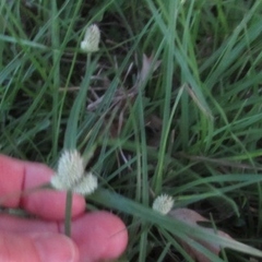Cyperus sesquiflorus sesquiflorus