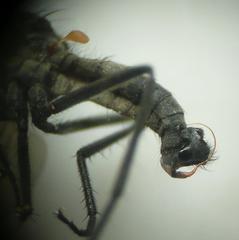 Rhamphomyia stigmosa