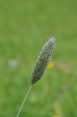 Alopecurus pratensis pratensis