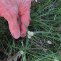 Cyperus sesquiflorus sesquiflorus