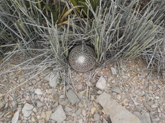 Mammillaria grusonii