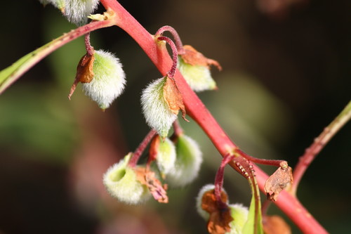 Impatiens balsamina