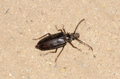 Anthracocentrus capensis