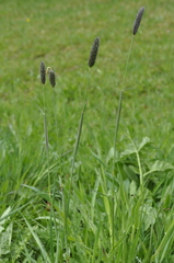 Alopecurus pratensis pratensis