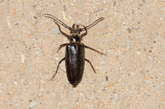 Anthracocentrus capensis