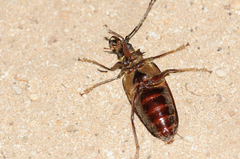 Anthracocentrus capensis