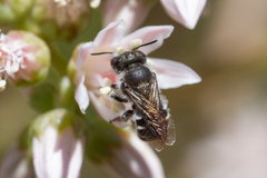 Osmia submicans