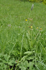 Alopecurus pratensis pratensis