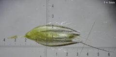 Alopecurus pratensis pratensis