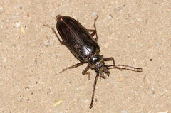 Anthracocentrus capensis