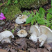 St. George's Mushroom - Photo (c) Davide Puddu, some rights reserved (CC BY-NC), uploaded by Davide Puddu