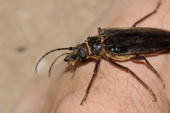 Anthracocentrus capensis