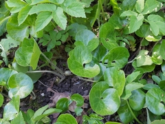 Asarum europaeum