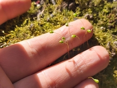 Funaria hygrometrica