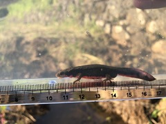 Cynops pyrrhogaster