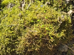 Funaria hygrometrica