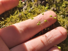 Funaria hygrometrica