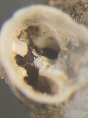 Gastrocopta armifera