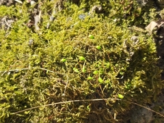 Funaria hygrometrica