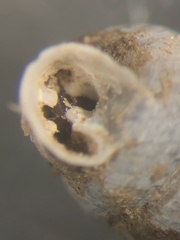 Gastrocopta armifera