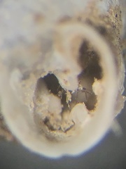 Gastrocopta armifera