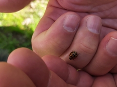 Harmonia axyridis
