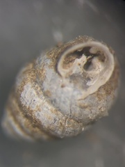 Gastrocopta armifera