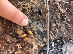 Zootermopsis nevadensis