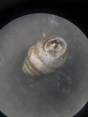 Gastrocopta armifera