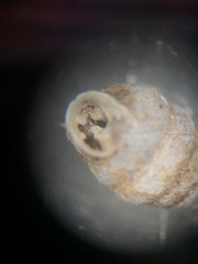 Gastrocopta armifera