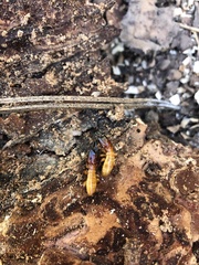 Zootermopsis nevadensis