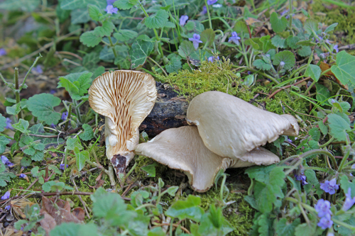 Pleurotus calyptratus image