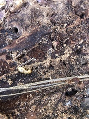 Zootermopsis nevadensis