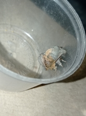 Phyllodesma ilicifolia