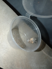 Phyllodesma ilicifolia