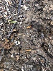 Zootermopsis nevadensis