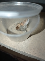 Phyllodesma ilicifolia