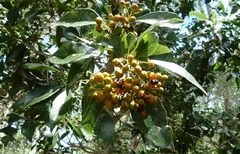 Auranticarpa rhombifolia