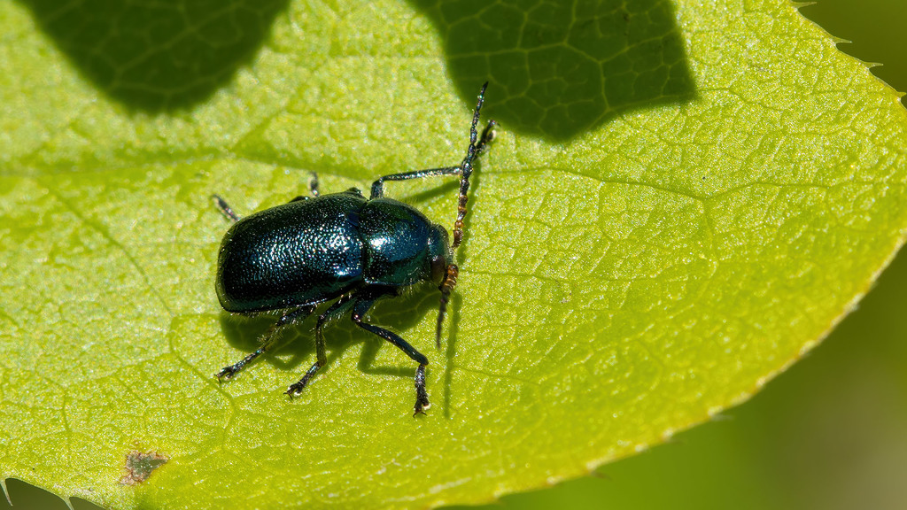 Cryptocephalus schaefferi from Gänserndorf District, Austria on May 8