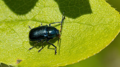 Cryptocephalus schaefferi