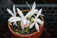 Pleione maculata