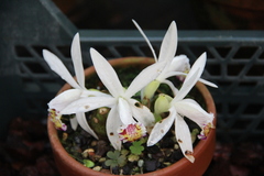 Pleione maculata
