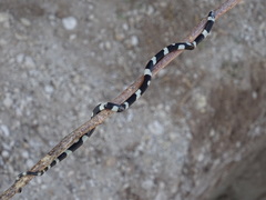 Tantilla semicincta