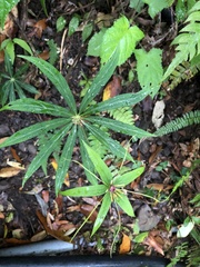 Paris polyphylla stenophylla