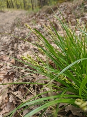 Carex otrubae